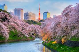 Tokyo Culture & Cherry Blossom — 10 Days